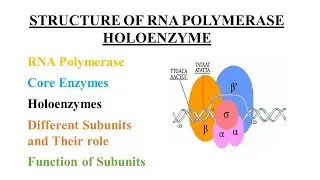 STRUCTURE OF RNA POLYMERASE (HOLOENZYME)
