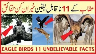 Eagle Bird Unbelievable Facts You Didn't know in Urdu | Hindi | Martial, Bald, and Gold Eagles