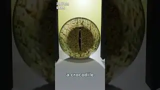 Eye Size comparison #shocking #shortvideo #shorts