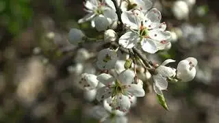 Eenstijlige meidoorn - Crataegus monogyna