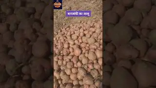 Barabanki ka Aalu 🥰 potato rate 💯Aalu ka bhav 😊Mandi news 💯 #shafeeqbarabanki #barabanki #aalubhav