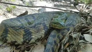 A VERY Tolerant Snake!!! -A Walk Through Terry Hershey Park