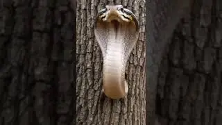 A large snake suddenly appeared🐍