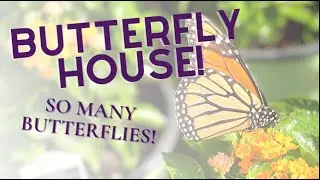 Look at all the Butterflies in our Butterfly House!
