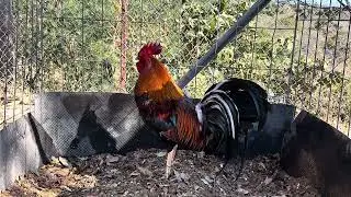 PURO GIRO ASILADO y RIFA NAVIDEÑA 
