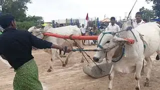 🎉🎉బోగాది రాఘవయ్య గారి పాల పళ్ళ గిత్తలు,దాసరి పల్లె💥💥