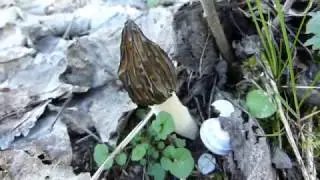 K&auml;ppchen-Morchel (Morchella gigas) &bull; Pilze Anfang April 2017