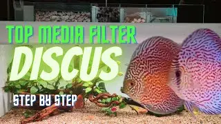 Top Media Filter Aquarium Talang Kaca, Air Lebih Jernih, Bening dan Crystal || Step By Step