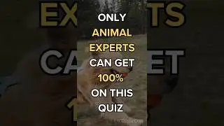 Animal Trivia Questions and Answers 🐵🐔🐶🐷
