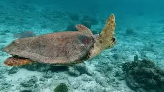 5 Minutes Relax with Amazing Sea Turtle Journey and Relaxing Music