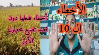ال 10 أخطاء التى يفعلها مزراعى الأرز في مصر التى تخسرك 50 % من محصولك