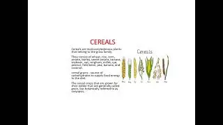 Cereals | Post harvest technology| Agriculture Engineering| Part 1