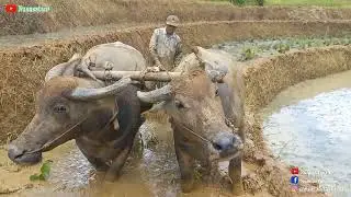 Bajak Sawah Pakai Kerbau / Munding | Kearifan Lokal Wara'as Pisan !!