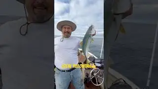 Local Point Loma Yellowtail on the slow troll Squidtrex! #fishing #fish #yellow