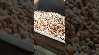 máquina de corte de castanha de 4 canais. ligue 85 99221-3085 falar com jussier Tavares.