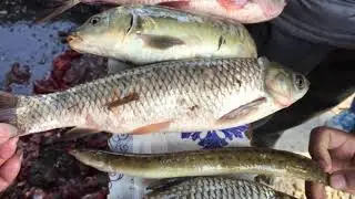 Fishes of Phewa Lake l फेवातालमा पाइने माछाहरु l Rishi Baral