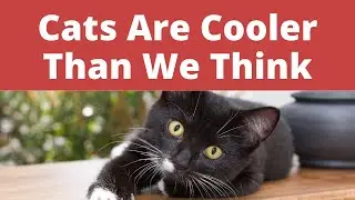 Cool 100% Random Cat Facts Based On Real Real Cat's Life And Habits. Cats Are Cooler Than We Think.
