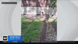 NYCHA residents say raw sewage continues to leak out of building
