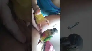 Luffy ❤️ Peeku 🥰 #music #duet #kutumakutu #birds#birds #vibrant #cuteanimals #lovebirds #parrot