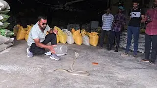 #Indiansprectacled #cobra snake Rescue contact 7396969617