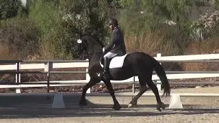 Auwen fan North Star & Carlos Lopez - First Level, Test 1 - ICC Fall CDS Rated Show 2024