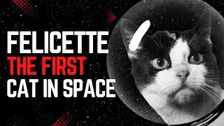 F&eacute;licette: The First Cat in Space (And the Tragic Story That Followed)