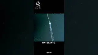 Oarfish - The fish species with the ability to predict natural disasters  #animalfacts  #animals