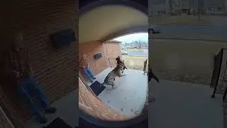 This dog fights with a jaguar for that man. Dog Vs jaguar, #viral #cctv #trending