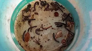 COCONUT HUSK EXPLORING RED SPOTTED MILLIPEDES, RED MILLIPEDES, DEAD LEAF COCKROACH,AND CRICKET 