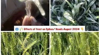 Understanding Frost Damage in Wheat: Effects on Spikes and Heads During Key Growth Stages
