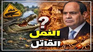 من أين أتت تماسيح الشرقية ! عالم مصري يوضح سر خطير وراء ظهورها و النمل يغزو الأقصر