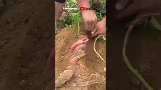 Sweet potatoes are best grown in sandy soil
