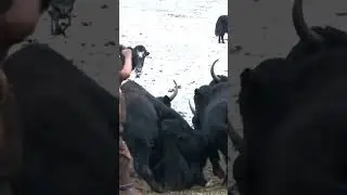yak breding #yak #tibet #germany #uk #us #india #short