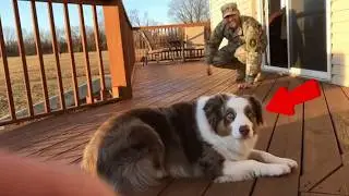 😊 😊 😊 Soldier Dad's Return After Years Away. Dogs Go Crazy with Joy! #dog