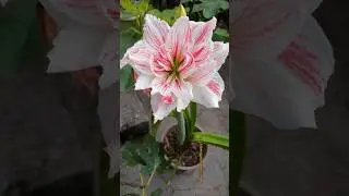 Pink Amaryllis Flower #flowers #nature #shorts