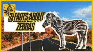 7 Fun Zebra Facts That Will Change How You See Life 🦓 | Zebra Wisdom + Swahili Song &ldquo;Mungu Wetu