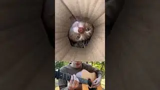 🥰🥰🥰 #guitar #animals #cute #cat