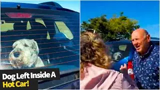 Dog owner confronted after leaving it in a hot car for over an hour!