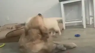 Dog play time: Canine Champions in Epic Airborne Battle