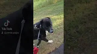 #labrador #алабайвидео #relaxing #собака #алабама #top #funny #топ #puppy #follow #love #animals