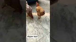 My chickens transition #trendingshorts #transition #funny #chicken #henchicken #pets