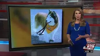 VIDEO: Rescue dog finds new life as therapy dog at children&rsquo;s shelter