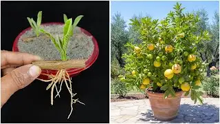 See how to grow guava plant | Step-by-step tutorial