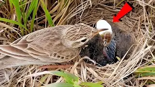Pipit Bird Cleaning Nest And Her Babies!