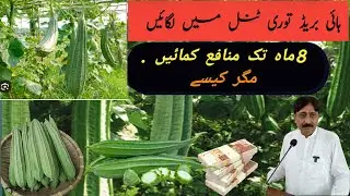 Sponge gourd farming|| walking tunnelواکنگ ٹنل میں ہائی بریڈ توری کی کاشت