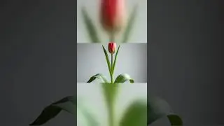 Don&rsquo;t Look Away 🌿 #Shorts #PlantGrowth #Timelapse
