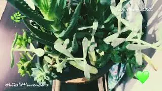 WONDERFUL INDOOR PLANTS💚 #youtube #plants #indoorplants #greenplants #plantsvideo #youtubevideo #yt 