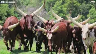 Take a look at the Ankole Animals that is on sale at Ntaba Nyoni