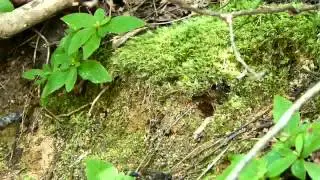 Brood Parasitism in Red-banded Sand Wasp Pt.10 Being Attacked ジガバチの労働寄生#10