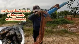อยากดักปลาไหลใช้เลยเหยื่อชนิดนี้รับรองไม่ผิดหวัง